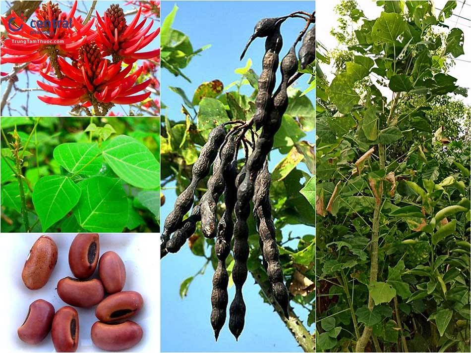 Bài thuốc y học cổ truyền về cây vông nem