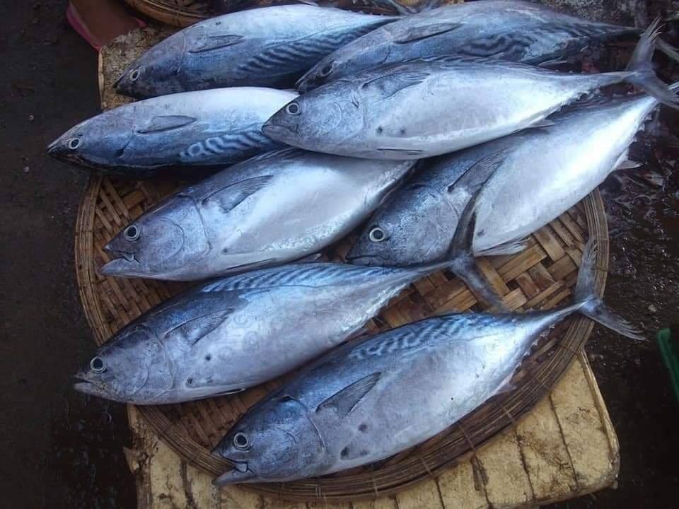 Cảnh báo ngộ độc do Histamine trong cá biển